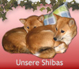 Unsere Shibas